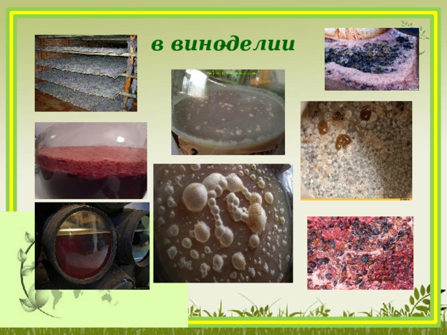  в виноделии    