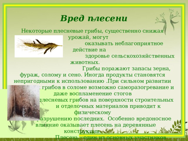  Вред плесени Некоторые плесневые грибы, существенно снижая урожай, могут  оказывать неблагоприятное действие на  здоровье сельскохозяйственных животных.  Грибы поражают запасы зерна, фураж, солому и сено. Иногда продукты становятся непригодными к использованию .При сильном развитии плесневых грибов в соломе возможно саморазогревание и даже воспламенение стогов Развитие плесневых грибов на поверхности строительных  и отделочных материалов приводит к физическому  разрушению последних. Особенно вредоносное  влияние оказывает плесень на деревянные конструкции.  Плесень - один из основных участников процессов биокоррозии и биодеградации материалов.     