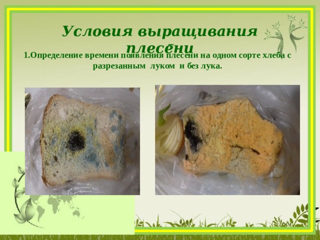 Условия выращивания плесени  1.Определение времени появления плесени на одном сорте хлеба с разрезанным луком и без лука.  