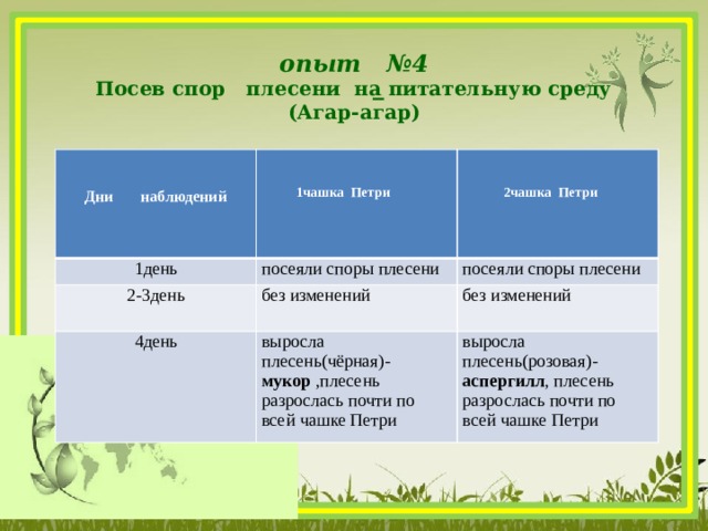 опыт №4   Посев спор плесени на питательную среду  (Агар-агар)         1день  Дни наблюдений 2-3день  посеяли споры плесени  без изменений 1чашка Петри посеяли споры плесени 4день выросла плесень(чёрная)- мукор ,плесень разрослась почти по всей чашке Петри без изменений  2чашка Петри выросла плесень(розовая)- аспергилл , плесень разрослась почти по всей чашке Петри  