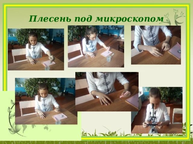 Плесень под микроскопом     