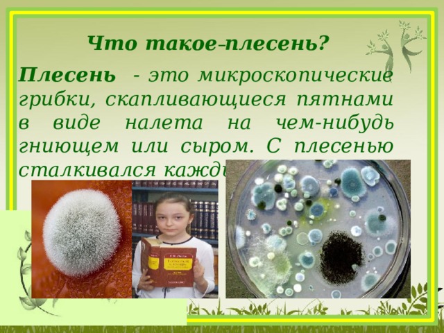  Что такое плесень? Плесень - это микроскопические грибки, скапливающиеся пятнами в виде налета на чем-нибудь гниющем или сыром. С плесенью сталкивался каждый из нас.  