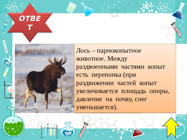 ОТВЕТ Лось – парнокопытное  животное. Между  раздвоенными  частями  копыт  есть  перепонка (при  раздвижении  частей  копыт  увеличивается  площадь  опоры, давление  на  почву, снег  уменьшается). 30 
