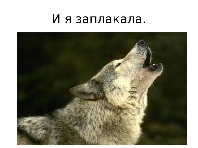 И я заплакала. 