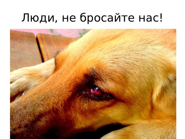 Люди, не бросайте нас! 