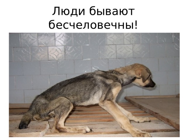 Люди бывают бесчеловечны! 
