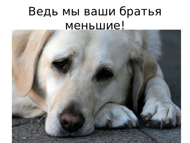 Ведь мы ваши братья меньшие! 