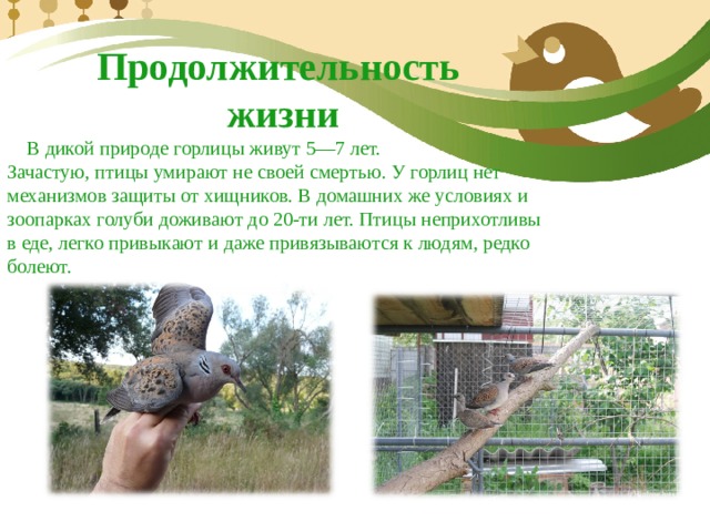 Продолжительность  жизни  В дикой природе горлицы живут 5—7 лет. Зачастую, птицы умирают не своей смертью. У горлиц нет механизмов защиты от хищников. В домашних же условиях и зоопарках голуби доживают до 20-ти лет. Птицы неприхотливы в еде, легко привыкают и даже привязываются к людям, редко болеют. 