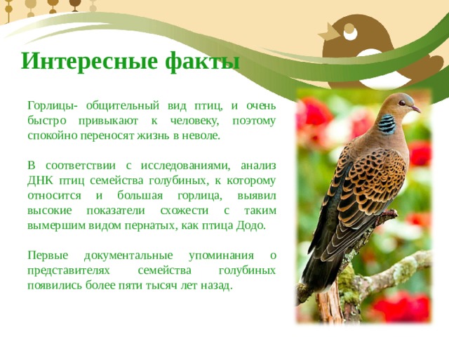 Интересные факты Горлицы- общительный вид птиц, и очень быстро привыкают к человеку, поэтому спокойно переносят жизнь в неволе. В соответствии с исследованиями, анализ ДНК птиц семейства голубиных, к которому относится и большая горлица, выявил высокие показатели схожести с таким вымершим видом пернатых, как птица Додо. Первые документальные упоминания о представителях семейства голубиных появились более пяти тысяч лет назад. 