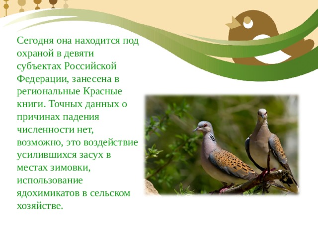 Сегодня она находится под охраной в девяти субъектах Российской Федерации, занесена в региональные Красные книги. Точных данных о причинах падения численности нет, возможно, это воздействие усилившихся засух в местах зимовки, использование ядохимикатов в сельском хозяйстве. 