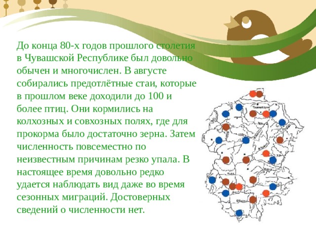 До конца 80-х годов прошлого столетия в Чувашской Республике был довольно обычен и многочислен. В августе собирались предотлётные стаи, которые в прошлом веке доходили до 100 и более птиц. Они кормились на колхозных и совхозных полях, где для прокорма было достаточно зерна. Затем численность повсеместно по неизвестным причинам резко упала. В настоящее время довольно редко удается наблюдать вид даже во время сезонных миграций. Достоверных сведений о численности нет. 