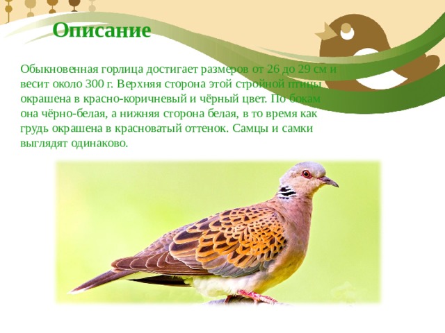 Описание  Обыкновенная горлица достигает размеров от 26 до 29 см и весит около 300 г. Верхняя сторона этой стройной птицы окрашена в красно-коричневый и чёрный цвет. По бокам она чёрно-белая, а нижняя сторона белая, в то время как грудь окрашена в красноватый оттенок. Самцы и самки выглядят одинаково. 
