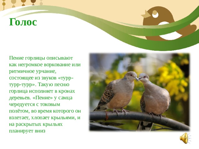  Голос Пение горлицы описывают как негромкое воркование или ритмичное урчание, состоящее из звуков «турр-турр-турр». Такую песню горлица исполняет в кронах деревьев. «Пение» у самца чередуется с токовым полётом, во время которого он взлетает, хлопает крыльями, и на раскрытых крыльях планирует вниз 