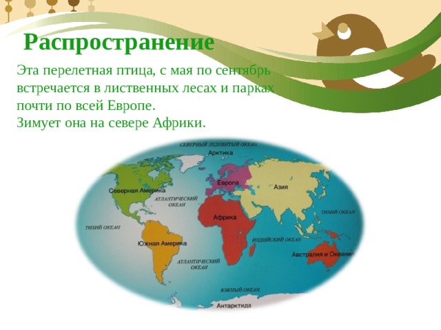 Распространение Эта перелетная птица, с мая по сентябрь встречается в лиственных лесах и парках почти по всей Европе. Зимует она на севере Африки. 