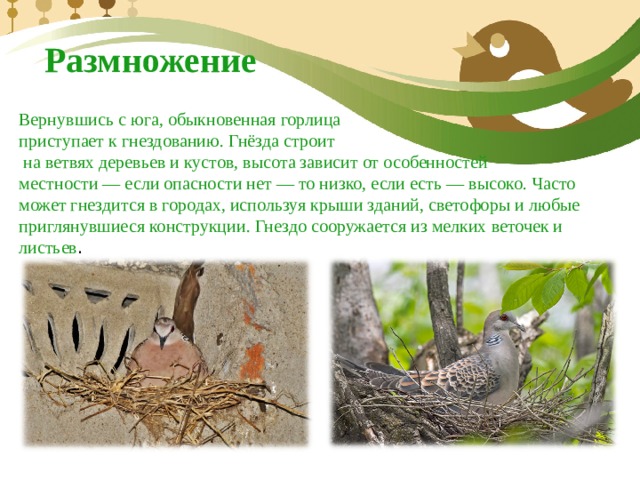 Размножение Вернувшись с юга, обыкновенная горлица приступает к гнездованию. Гнёзда строит  на ветвях деревьев и кустов, высота зависит от особенностей местности — если опасности нет — то низко, если есть — высоко. Часто может гнездится в городах, используя крыши зданий, светофоры и любые приглянувшиеся конструкции. Гнездо сооружается из мелких веточек и листьев . 