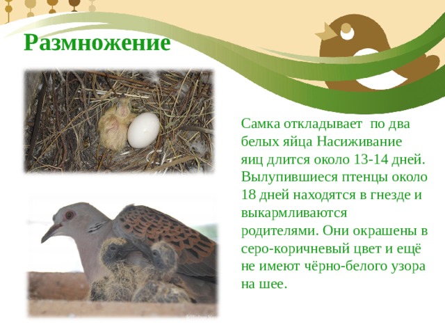 Размножение Самка откладывает  по два белых яйца Насиживание яиц длится около 13-14 дней. Вылупившиеся птенцы около 18 дней находятся в гнезде и выкармливаются родителями. Они окрашены в серо-коричневый цвет и ещё не имеют чёрно-белого узора на шее. 