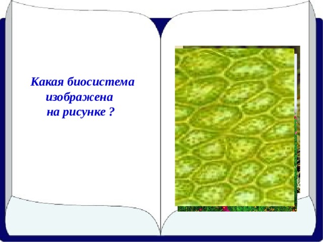   Какая биосистема изображена на рисунке ?   