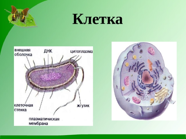 Клетка 