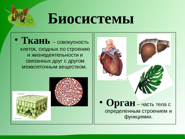 Биосистемы Ткань – совокупность клеток, сходных по строению и жизнедеятельности и связанных друг с  другом межклеточным веществом. Орган – часть тела с определенным строением и функциями. 