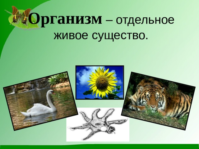 Организм 