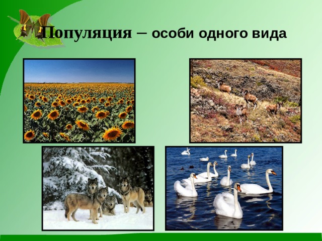 Популяция – особи одного вида 