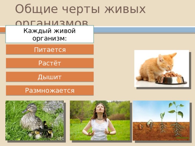 Общие черты живых организмов Каждый живой организм: Питается Растёт Дышит Размножается 