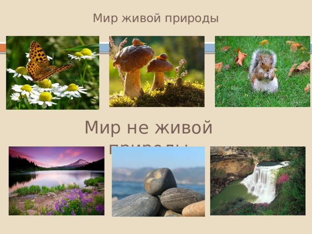 Мир живой природы Мир не живой природы 