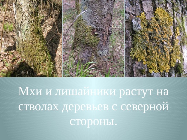 Мхи и лишайники растут на стволах деревьев с северной стороны. 