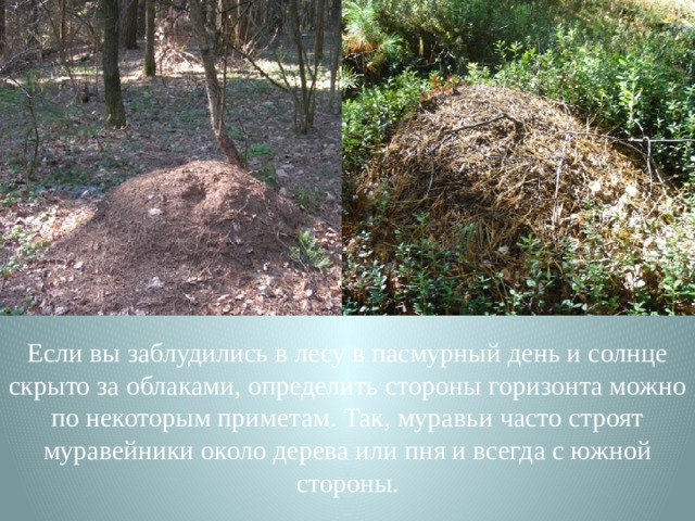 Если вы заблудились в лесу в пасмурный день и солнце скрыто за облаками, определить стороны горизонта можно по некоторым приметам. Так, муравьи часто строят муравейники около дерева или пня и всегда с южной стороны. 