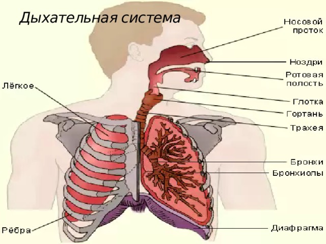 Дыхательная система 