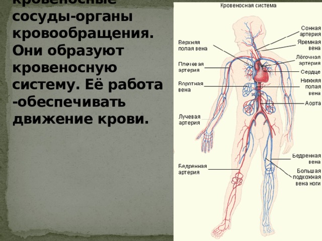 Сердце и кровеносные сосуды-органы кровообращения. Они образуют кровеносную систему. Её работа -обеспечивать движение крови. 