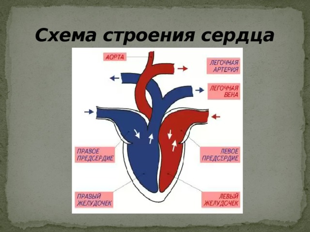 Схема строения сердца 