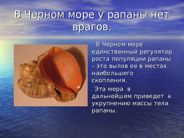 В Черном море у рапаны нет врагов.  В Черном море единственный регулятор роста популяции рапаны – это вылов ее в местах наибольшего скопления.  Эта мера в дальнейшем приведет к укрупнению массы тела рапаны. 