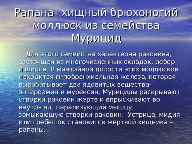 Рапана- хищный брюхоногий моллюск из семейства Мурицид  Для этого семейства характерна раковина, состоящая из многочисленных складок, ребер и шипов. В мантийной полости этих моллюсков находится гипобранхиальная железа, которая вырабатывает два ядовитых вещества-энтероамин и мурексин. Мурициды раскрывают створки раковин жертв и впрыскивают во внутрь яд, парализующий мышцу, замыкающую створки раковин. Устрица, мидия или гребешок становится жертвой хищника – рапаны. 
