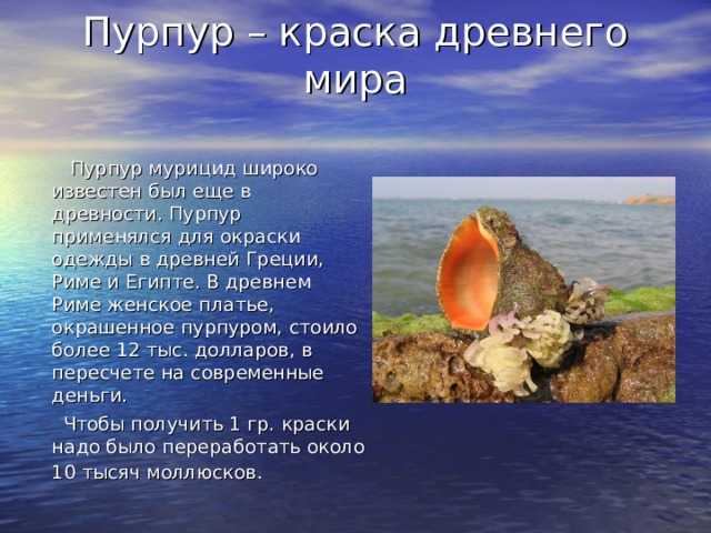 Пурпур – краска древнего мира    Пурпур мурицид широко известен был еще в древности. Пурпур применялся для окраски одежды в древней Греции, Риме и Египте. В древнем Риме женское платье, окрашенное пурпуром, стоило более 12 тыс. долларов, в пересчете на современные деньги.  Чтобы получить 1 гр. краски надо было переработать около 10 тысяч моллюсков.  