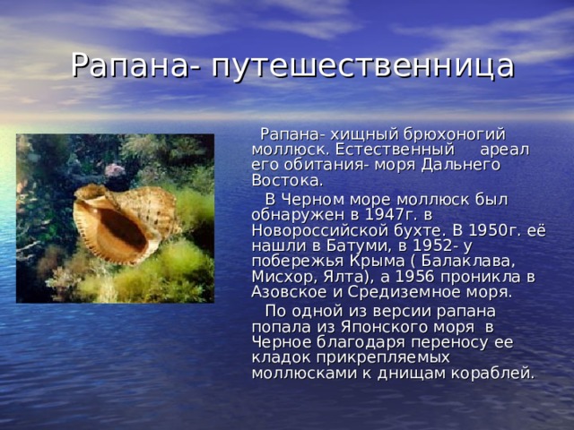  Рапана- путешественница  Рапана- хищный брюхоногий моллюск. Естественный ареал его обитания- моря Дальнего Востока.  В Черном море моллюск был обнаружен в 1947г. в Новороссийской бухте. В 1950г. её нашли в Батуми, в 1952- у побережья Крыма ( Балаклава, Мисхор, Ялта), а 1956 проникла в Азовское и Средиземное моря.  По одной из версии рапана попала из Японского моря в Черное благодаря переносу ее кладок прикрепляемых моллюсками к днищам кораблей. 