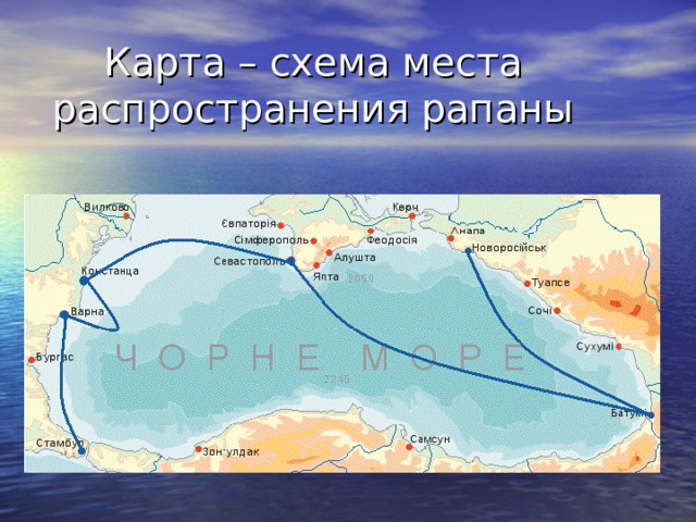 Карта – схема места распространения рапаны 