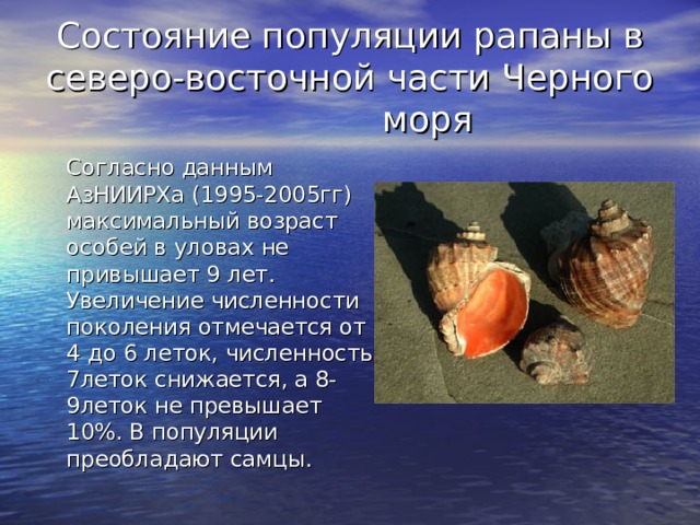 Состояние популяции рапаны в северо-восточной части Черного моря    Согласно данным АзНИИРХа (1995-2005гг) максимальный возраст особей в уловах не привышает 9 лет. Увеличение численности поколения отмечается от 4 до 6 леток, численность 7леток снижается, а 8-9леток не превышает 10%. В популяции преобладают самцы. 