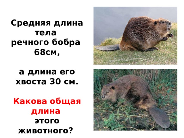 Средняя длина тела речного бобра 68см,  а длина его хвоста 30 см.  Какова общая длина этого животного?  