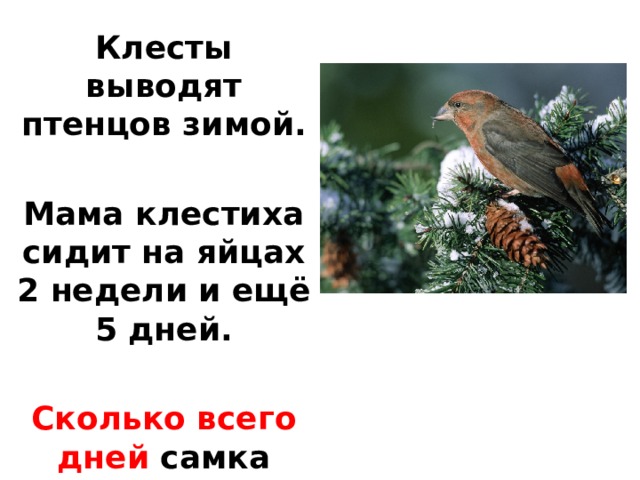 Клесты выводят птенцов зимой.  Мама клестиха сидит на яйцах 2 недели и ещё 5 дней.  Сколько всего дней самка клеста не сходит с гнезда.  