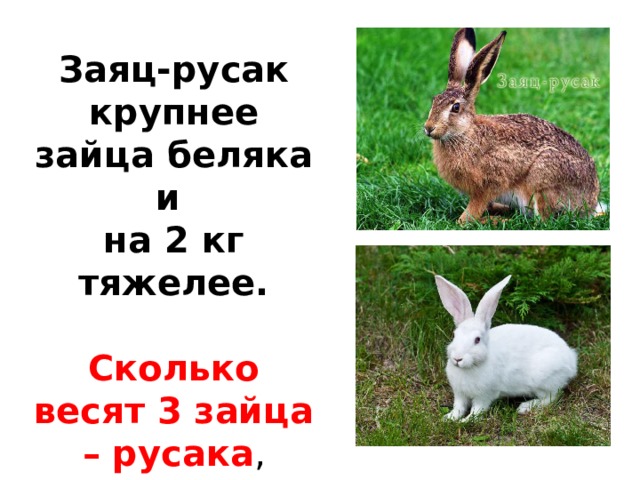 Заяц-русак крупнее зайца беляка и на 2 кг тяжелее.  Сколько весят 3 зайца – русака , если беляк весит  3 кг.  