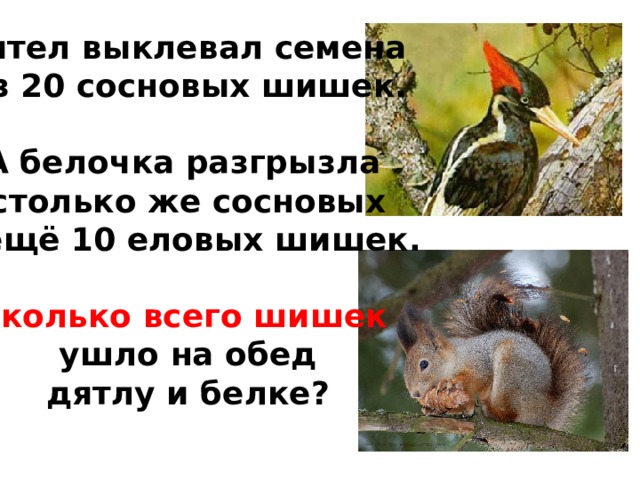Дятел выклевал семена  из 20 сосновых шишек.  А белочка разгрызла  столько же сосновых И ещё 10 еловых шишек.  Сколько всего шишек  ушло на обед  дятлу и белке?  
