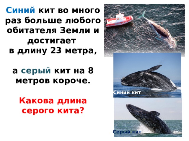 Синий кит во много раз больше любого обитателя Земли и достигает в длину 23 метра,  а серый кит на 8 метров короче.  Какова длина серого кита? Синий кит Серый кит  