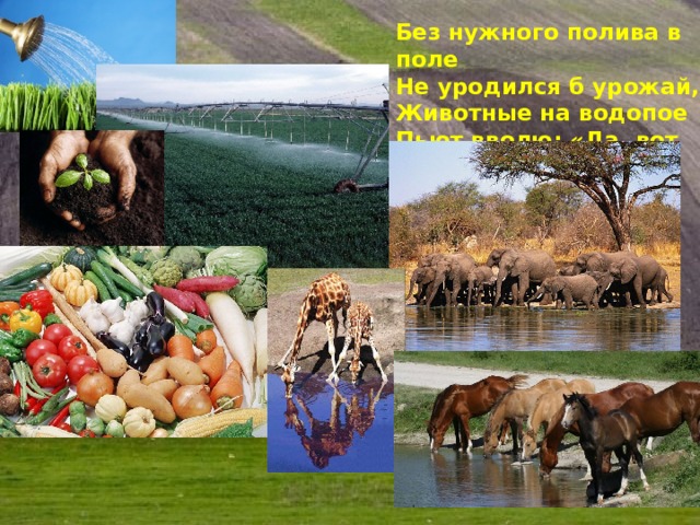 Без нужного полива в поле Не уродился б урожай, Животные на водопое Пьют вволю: «Да, вот это рай!»  