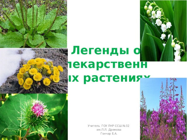 Легенды о лекарственных растениях Учитель ГОУ ЛНР ССШ №32 им.П.Л. Дремова Гончар Е.А. 