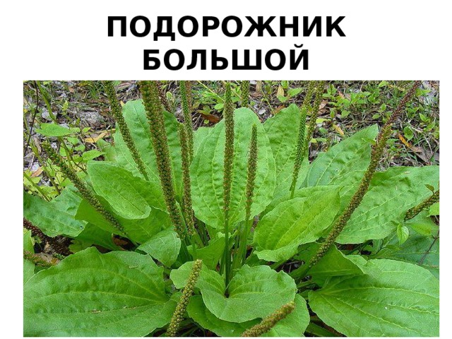 ПОДОРОЖНИК БОЛЬШОЙ 