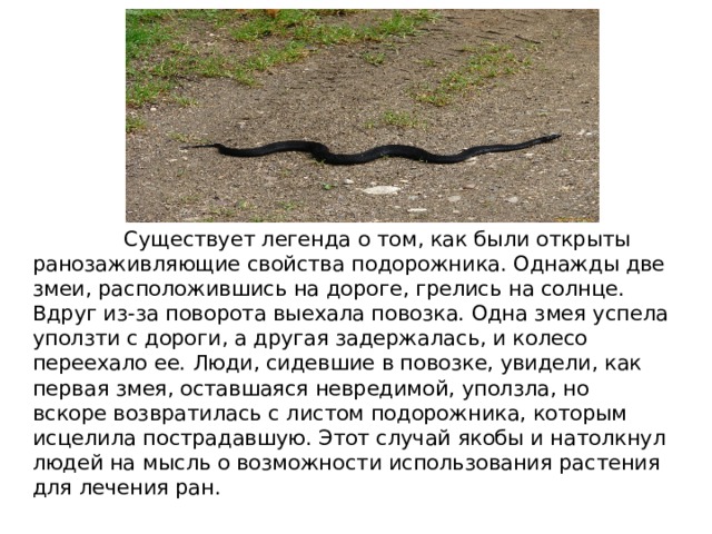  Существует легенда о том, как были открыты ранозаживляющие свойства подорожника. Однажды две змеи, расположившись на дороге, грелись на солнце. Вдруг из-за поворота выехала повозка. Одна змея успела уползти с дороги, а другая задержалась, и колесо переехало ее. Люди, сидевшие в повозке, увидели, как первая змея, оставшаяся невредимой, уползла, но вскоре возвратилась с листом подорожника, которым исцелила пострадавшую. Этот случай якобы и натолкнул людей на мысль о возможности использования растения для лечения ран. 