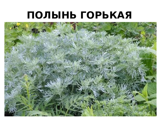 ПОЛЫНЬ ГОРЬКАЯ 