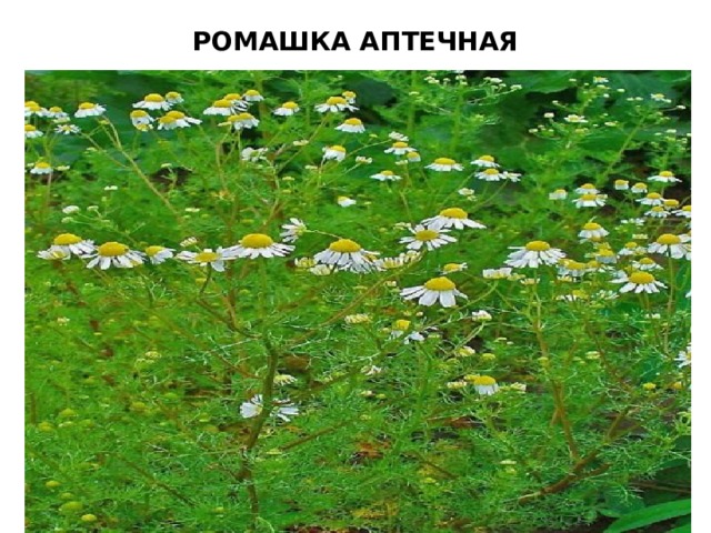 РОМАШКА АПТЕЧНАЯ 