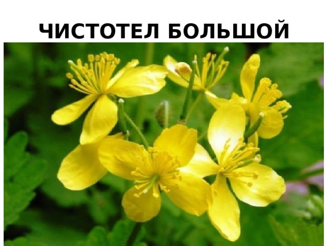 ЧИСТОТЕЛ БОЛЬШОЙ 